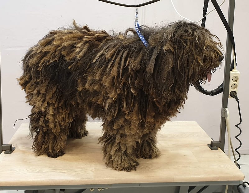 Bergamasco Trixz @ Doggylicious eerbeek