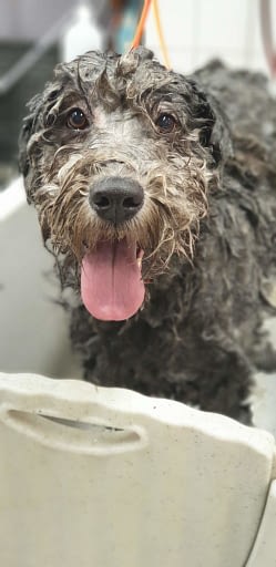 Bergamasco-Trixz-in-bad